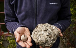 medarbetare-anticimex-getingbon