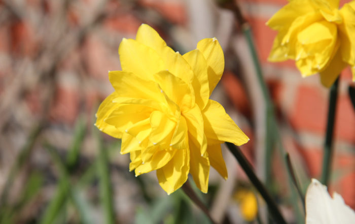 Påsklilja mot tegelfasad